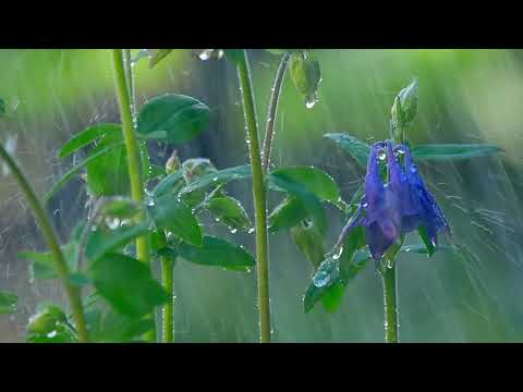 3 Hour Relaxing Calm Instrumental Music, Soft Rain Sound | Meditation, Sleep, Study, Stress Relief
