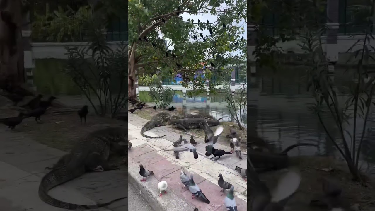 YouTube Short thumbnail