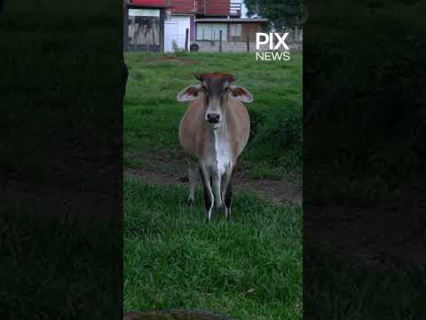 POLÍCIA CIVIL desarticula quadrilha que FURTOU mais de 300 cabeças de gado