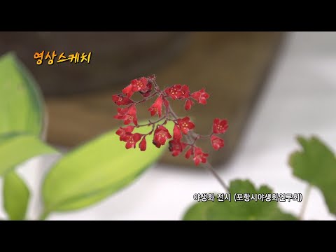 야생화 전시 (포항시야생화연구회)