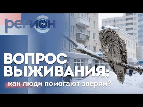 Регион LIFE  | Вопрос выживания: как люди помогают зверям? | ОТС LIVE — прямая трансляция