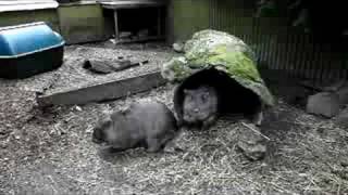 Fighting Wombats