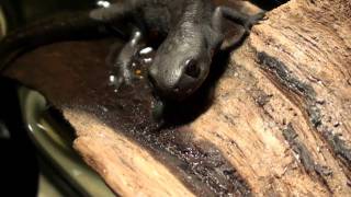 Cynops orientalis (HD movie 11) - " Face to Face 3 ".