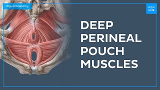 Muscles of the deep perineal pouch - Quick Anatomy | Kenhub