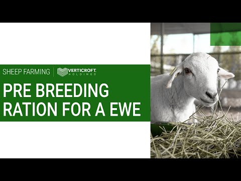 Pre - Breeding Ration For A Ewe | Sheep Farming | Verticroft Holdings | Ryan Singlehurst