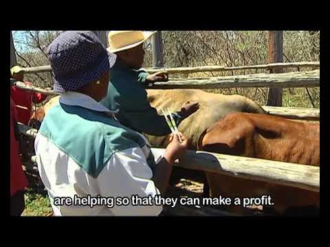 , title : 'Leihlo La Sechaba: Nguni Cattle, 27 November 2017'