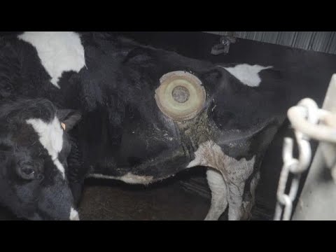 , title : 'VIDEO Mucche con l'oblò: la denuncia degli animalisti in Francia'