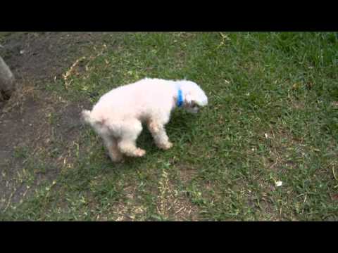 Lil Spike, an adopted Poodle in Houston, TX_image-1