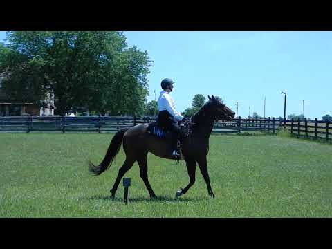 Manette Kaufman Basic Level Test 3 SCS Sierra Gold