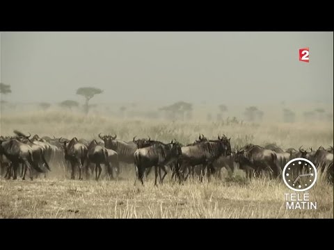 La folle et spectaculaire migration annuelle des gnous !