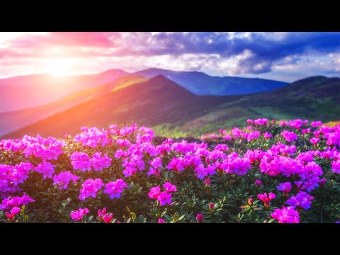 The Most Beautiful Flowers Collection for Relaxation - Soothing Music to Relieve Stress