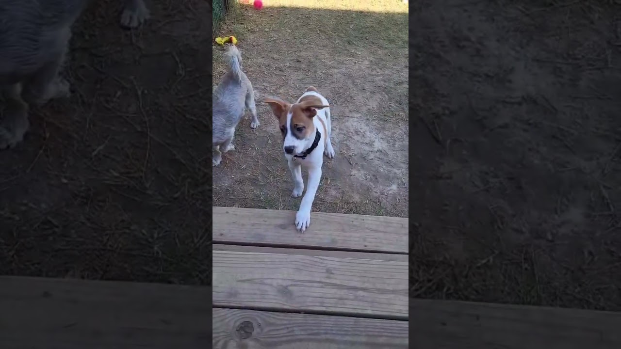 Dozer, a ADOPTABLE mixed breed in Southport, CT video 2/6