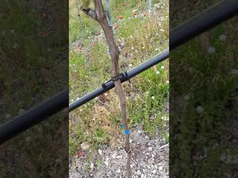 Riesling Reben Ausbrechen