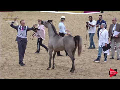 N.71 ALDANA UMM ALUDHAM - 2019 Qatar Individuals - Fillies 2 Years Old (Class 2B) .mp4