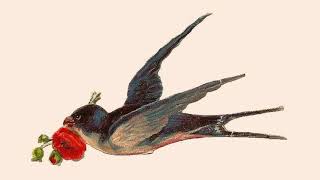 THE   SWALLOW   -  (The  Moody  Blues)