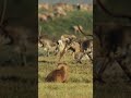 Grizzly Vs Caribou Herd Grizzlies Grizzlybear Naturepbs Wildlife