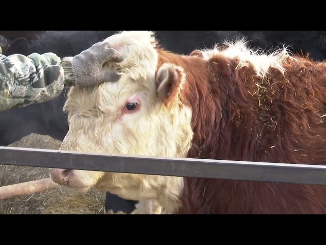 Мамадышская семья приняла участие в госпрограмме и взялась за развитие молочного направления