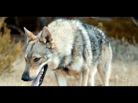 Santaflow - Prefiero ser (ft. Humbria, Norykko, Big Henri) VIDEOCLIP OFICIAL