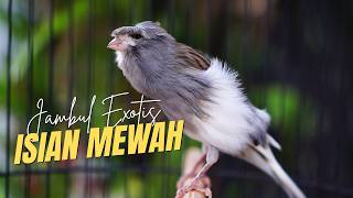 Download lagu SUARA KENARI JAMBUL GACOR CENGKOK LOMBA - MASTERAN KENARI ISIAN BLACKTHROAT DAN SIKLON GACOR mp3