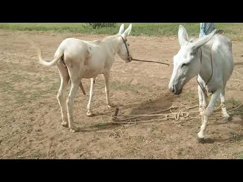 my animals so happy morning time,,July,19,2021