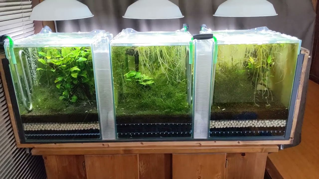 レッドビーシュリンプ水槽５、６号1174日目、８号155日目