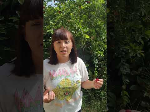 Tropical Fruit Trees You Never Heard Of: Barbados Cherry aka Acerola #garden #permaculture #cherry