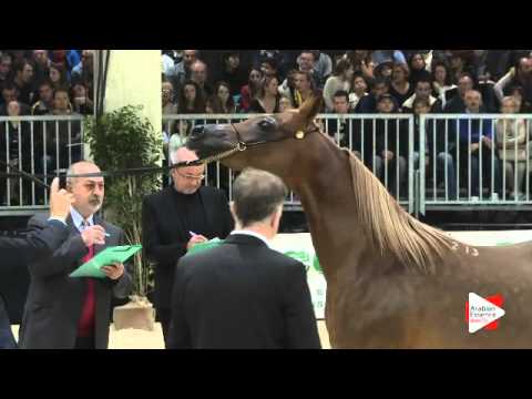 N 140 MIRABELLA TERSK   Verona 2015   Fillies 2 years old Class 3