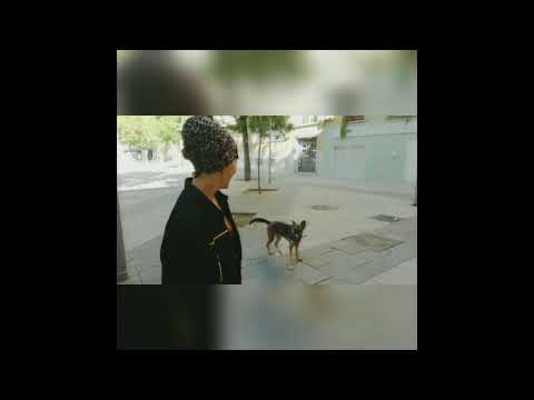 PARAISO GFNK -  E. SIMON & THE HOMIES