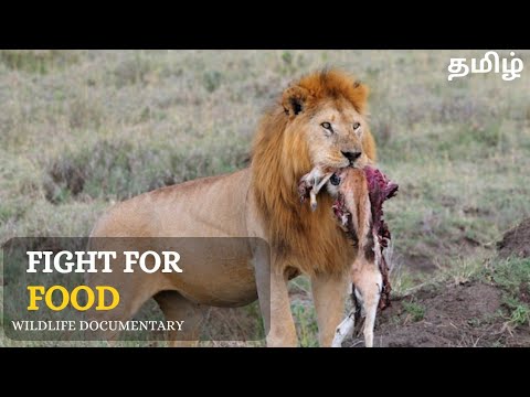 Fight For Food
