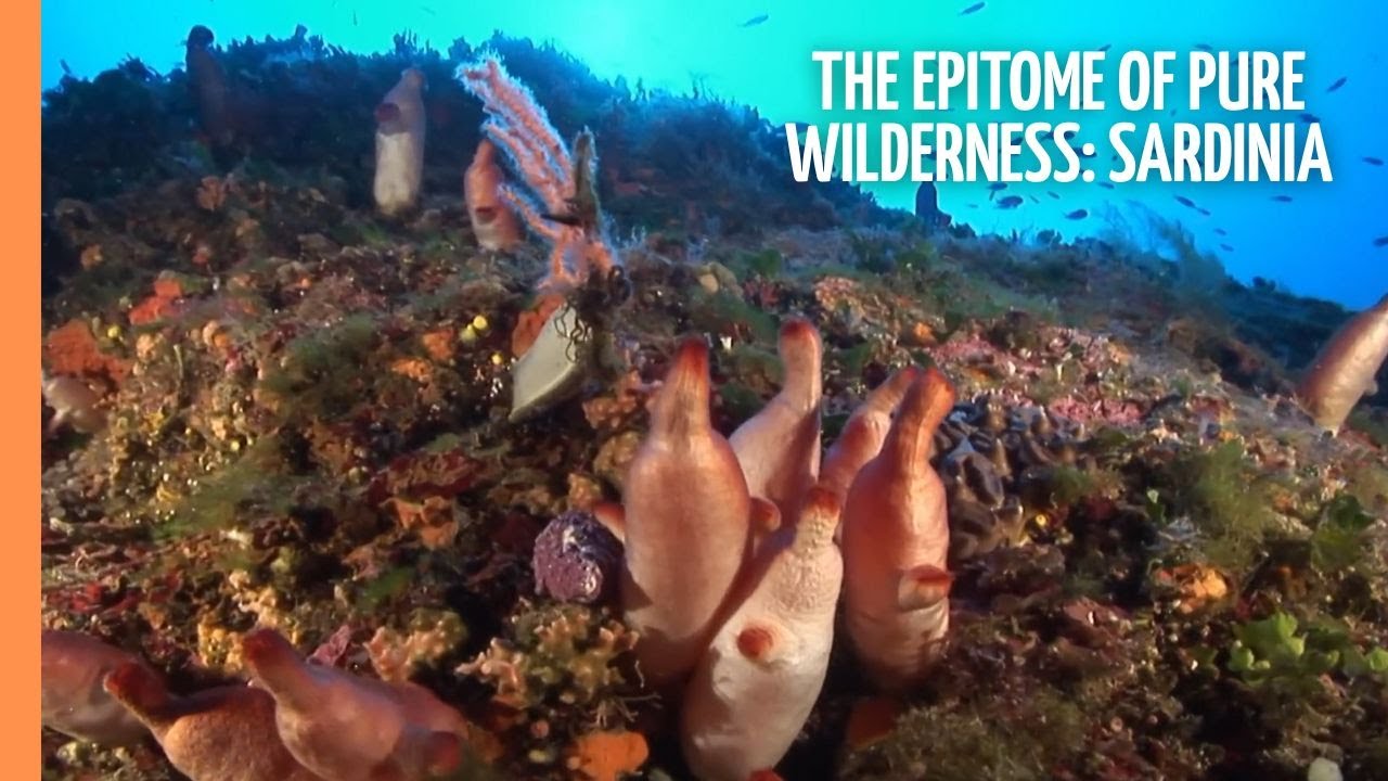 The epitome of pure wilderness: Sardinia | Full Documentary