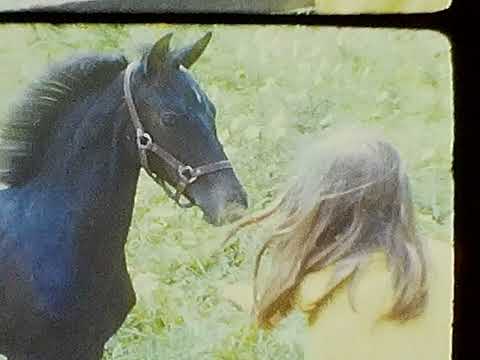 Beach and Horses 70s S  Smith Family Arlington MA