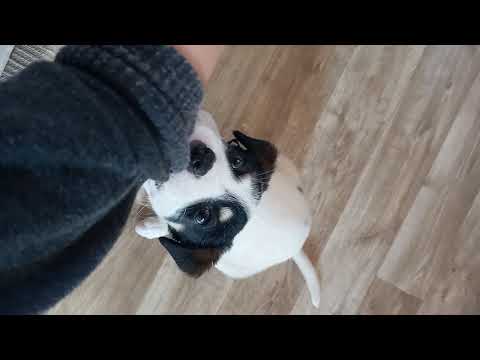 me bimting owners hand lol