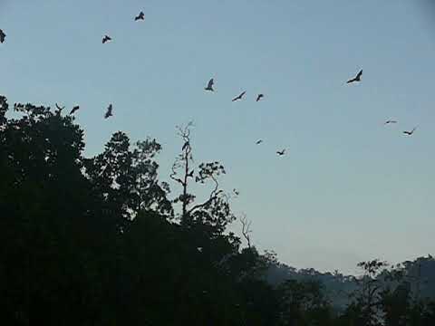 Gyümölcsevő denevérek