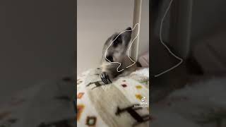 さっきまで寝てたのに、動くなや！미어캣(meerkat)#shorts