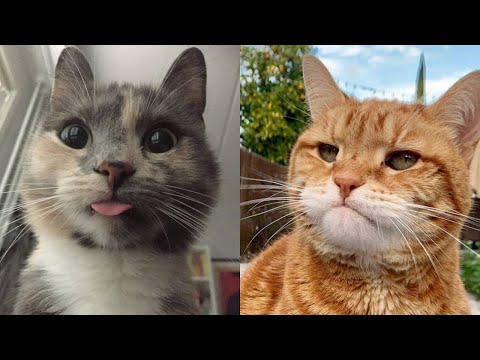 😂😼 Lachen garantiert: 30 Minuten lustiger Katzenvideo-Marathon! 😻😂