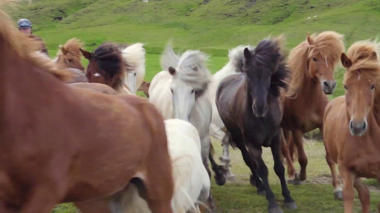 Highlights of Eldhestar Riding Tours