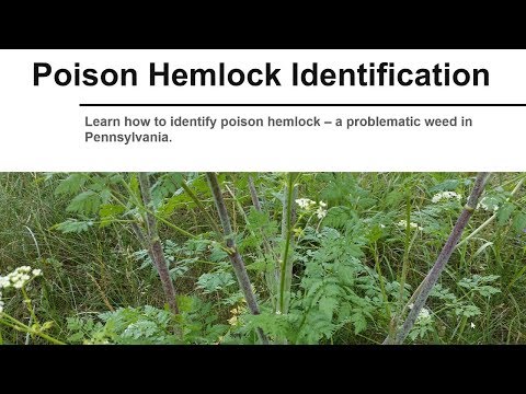 Poison Hemlock Identification