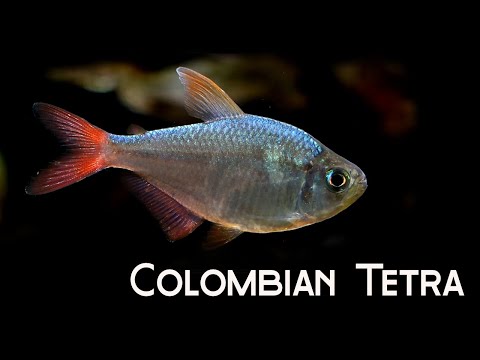 All About Colombian Tetra: Big, Beautiful, Bit Piranhary
