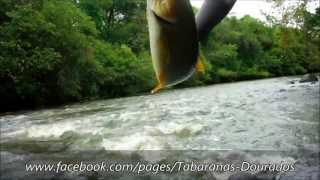 preview picture of video 'Pescando Dourado na Prainha de Valentim Gentil - SP - Fishing Goldfish, Brazil'