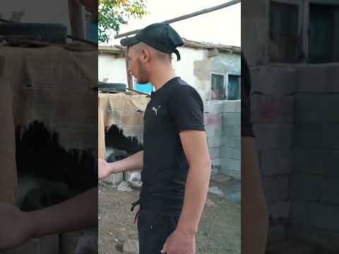 Köpeğe Ellerse Alacağı Ödüle Bakın! #kangal #malaklı #çobanköpeği