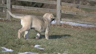 Fila Brasileiro Puppies Videos