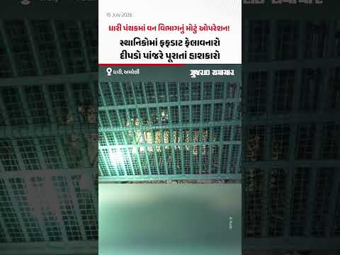 ધારી પંથકમાં વન વિભાગનું મોટું ઓપરેશન! સ્થાનિકોમાં ફફડાટ ફેલાવનારો દીપડો પાંજરે પૂરાતાં હાશકારો ધારી પંથકમાં વન વિભાગનું મોટું ઓપરેશન! સ્થાનિકોમાં ફફડાટ ફેલાવનારો દીપડો પાંજરે પૂરાતાં હાશકારો
