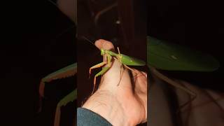 MASSIVE PRAYING MANTIS #prayingmantis #preyingmantis #mantids #mantis #insects #entomology #bugging