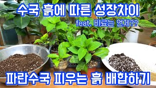 수국 삽목 후 흙에 따른 성장차이!! 파란수국 피우기 첫단계 흙 배합하기!! Q: 지금 수국 비료 주어도 될…