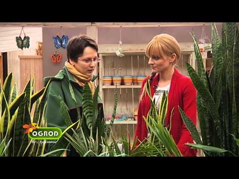Amway witaminy dla włosów Olej kokosowy do korzeni włosów