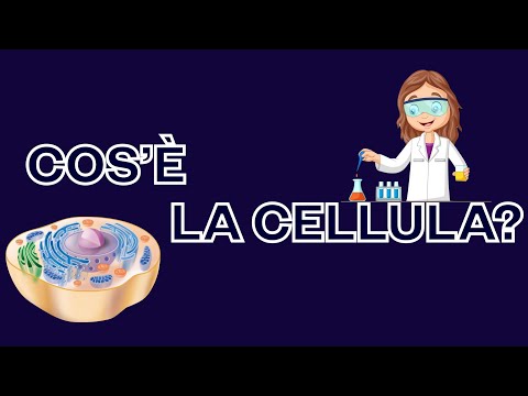 What is a cell? Unicellular and multicellular organisms - the largest cell