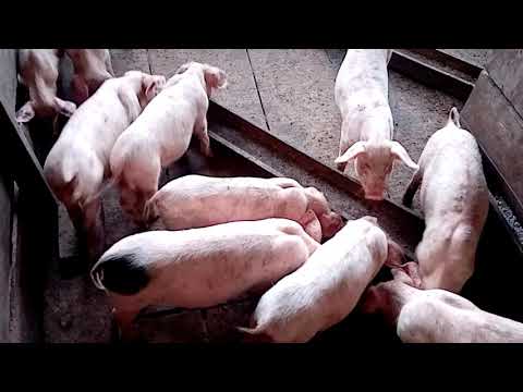 , title : 'Porcs de race large white et landrace chez la maison du fermier au Cameroun dibamba'