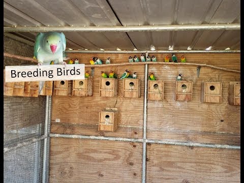 Over 20 pairs Of Black Masked lovebirds Setup Aviary 4k video