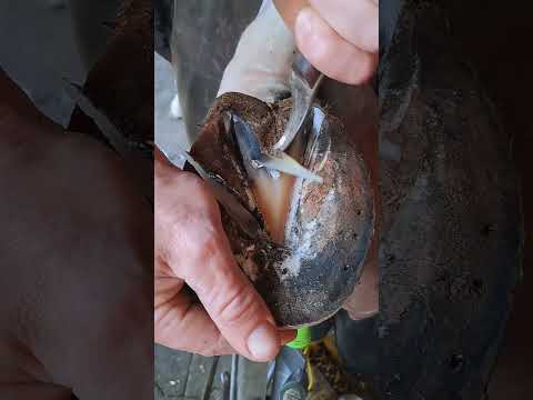 Farrier’s Satisfying ASMR #farriers #asmr #horse #satisfying #farrierlife #hoof #hooftrimming