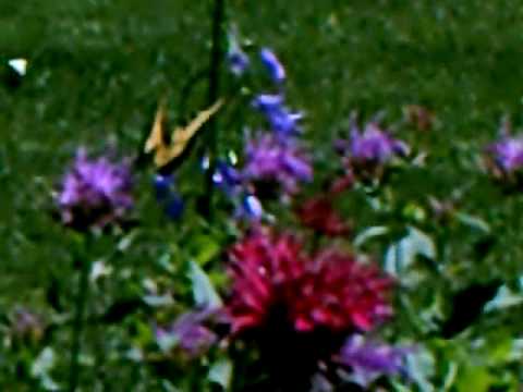 Tiger Swallowtail and The Elk Medicine